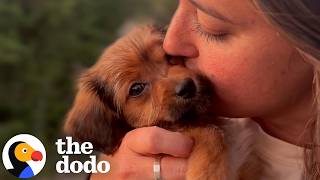 If You Need Proof You Should Adopt A Dog After Losing One, Here It Is | The Dodo