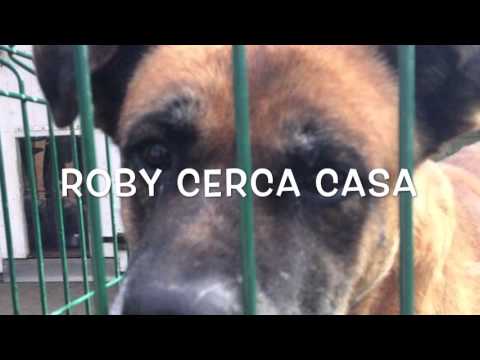 ROBY CERCA CASA
