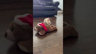 Video preview image #1 Mutt Puppy For Sale in The Woodlands, TX, USA