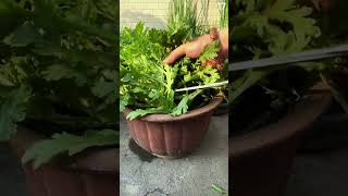 Download lagu Panen daun cakar di pot sangat mudah dengan alat sederhana mini #shorts mp3 Download lagu Panen daun cakar di pot sangat mudah dengan alat sederhana mini #shorts mp3