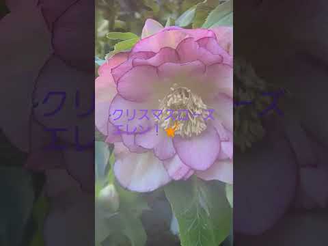 クリスマスローズを再び咲かせるにはどうすればいいですか？私たちのシンプルなアドバイス！  庭園