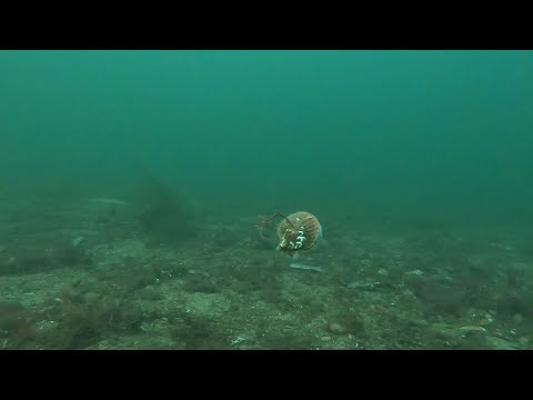 Shellfish Diving in Scotland 4K (loch fyne).