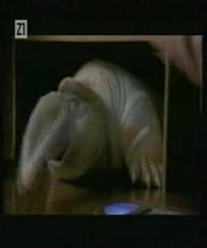 Dino Dvornik-Peti Element