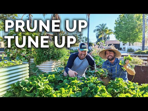 Mid Summer Garden Overhaul!