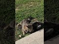 Tony Keeps Biting The Gray Cat