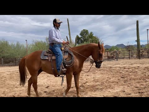 AZHT: Teach a Horse to Stop at the "Whoa"