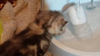 Learning the water fountain