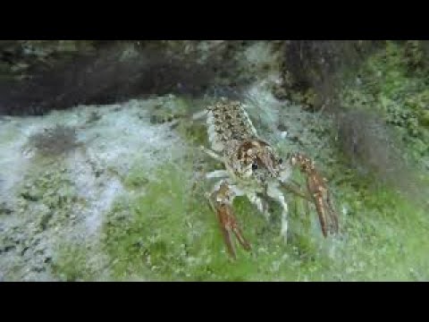 ACQUA E VITA DELLA VAL TRAMONTINA