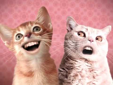 Download Chat Qui Chante 3gp Mp4 Codedwap Download Chat Qui Chante 3gp Mp4 Codedwap
