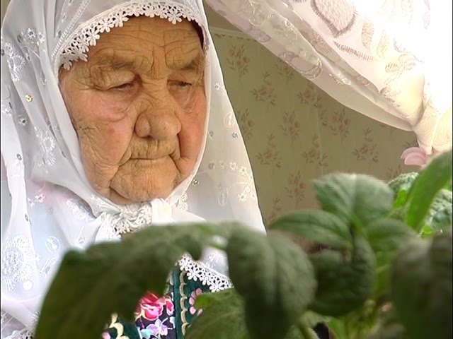 Оекбаш бәйли, помидор үстерә