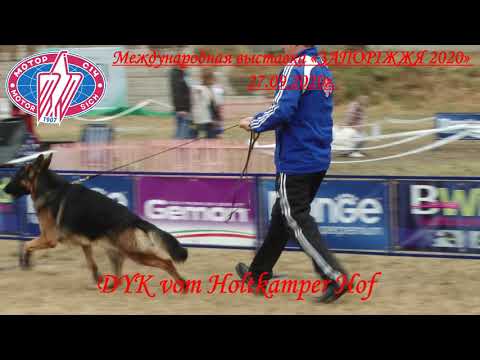 Результаты международной выставки в г.Запорожье, порода немецкая овчарка.«ЗАПОРІЖЖЯ 2020» 27.09.20г.