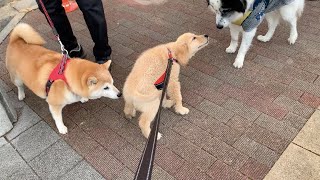 【Puppy Socialization】Learn about society by interacting with dogs Golden retriever puppy Bisuke