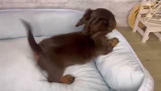 カニンヘンダックスフンドの動画01