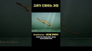 우리가 몰랐던 고래의 진화 과정
