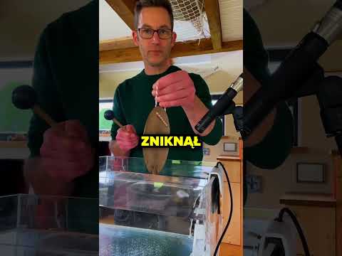 Dlaczego Głos Wielorybów Słychać Tak Daleko?!🐋