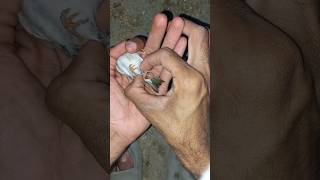 Download lagu Bird egg bound 🐦🥚#love #bird #pets #beautiful #rescue #egglaying #shorts #savebirds mp3