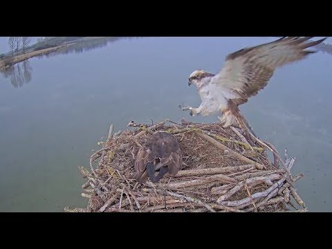 The reunion! Rutland resident male Osprey Blue33 returns and reunites with his mate Maya 21 Mar 2022