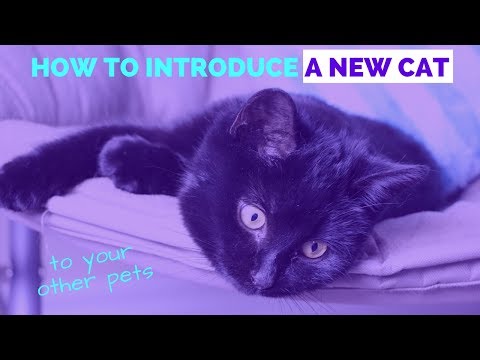 HOW TO INTRODUCE A NEW CAT TO YOUR OTHER PETS