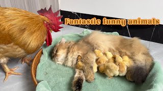 🤣rooster and the cat take turns to take care of the chicks.One round every half an hour. Funny cute