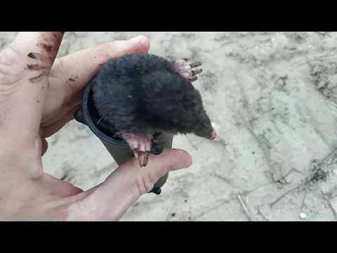 Moment wypuszcenia kreta na wolność #1