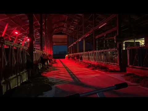 Lely Alltagshelfer - Lely Juno Futteranschieber - bei Nacht!