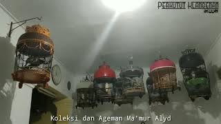 Download lagu Koleksi dan Ageman Ma'mur Alyd | Perkutut Manggung | Perkutut Klangenan mp3