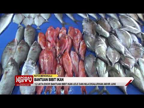 1,2 Juta Bantuan Bibit Ikan Dibagikan Akhir Juni