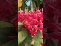 Roja Poonthottam Kadhal Vaasam Gardening Lover Shortvideo Love Song Vijay Tamilmusic