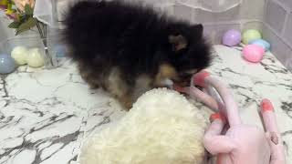 ポメラニアンの動画01