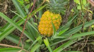 #Nature Dứa Mỹ trồng phục vụ chuột sóc