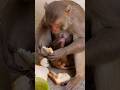 Doodh Peeta Bandar Ka Baby Monkeyvideo Monkey Bandar