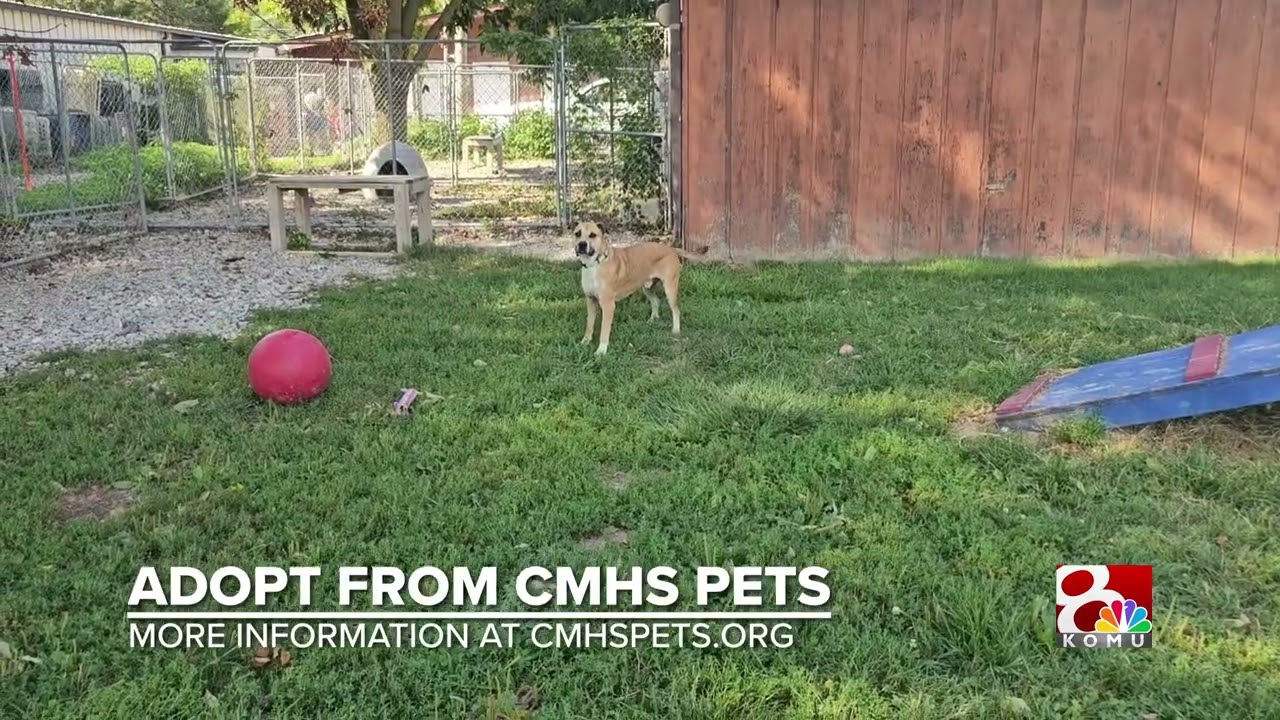 Enlarge Henry, a Adoptable Mixed Breed in Columbia, MO video 6/6