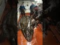 Giant Sea Creatures Are Hiding in Our Oceans!