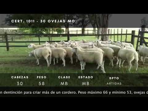 Lote 30 Ovejas M.O. Texel 58kg -  en Yacaré - a 40km del 108 de ruta 30