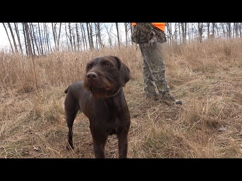 Pudelpointer Martha - 3 Years old