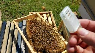 How the bees act when they reject the queen new beekeepers don