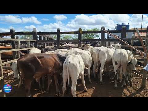 Feira do Gado do Alto Sertão Sergipano em Monte Alegre de Sergipe