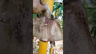 Download lagu Bambu Kuning. #visitani #bamboo mp3