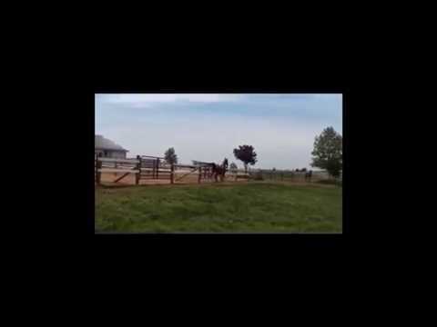 Young Dressage Prospect For Sale by Dutch Stallion Alex  ~ SOLD