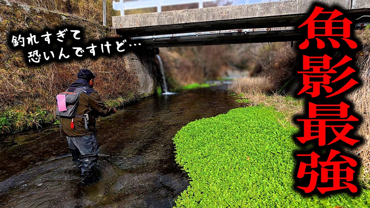 ヤマメの数が明らかにおかしい川