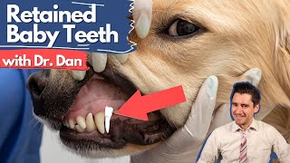 Retained Deciduous Teeth.  Dr. Dan explains puppy baby teeth.