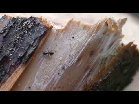 Monikos Dirsytės trumpametražis dokumentinis filmas „Kirto“