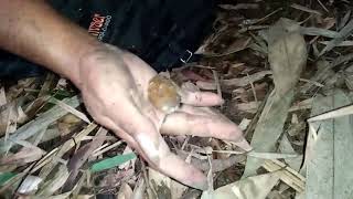 Download lagu KI JAKA LELANA MENUNJUKAN BAMBU PETUK HASIL PENEBANGAN EPISODE KE 3 & PENARIKAN PUSAKA episode ke 7 mp3