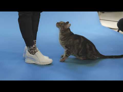 NURSE MATES - BEHIND THE SCENES - FURRY FRIENDS COLLECTION - GIBBS THE HYLAND LYNX