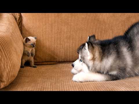 YouTube 썸네일