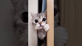 Download lagu ngintip dlu dewh #kucingimut #kucingpintar #kucingkampung #kucinggemoy #anakkucing mp3 Download lagu ngintip dlu dewh #kucingimut #kucingpintar #kucingkampung #kucinggemoy #anakkucing mp3