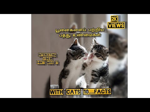 With Cats 10 Facts#ultimate✨|| #keerthi #of #talks