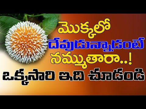 Kadamba Ayurvedic uses || #Kadamba Tree health Benefits || Y5 tv ||