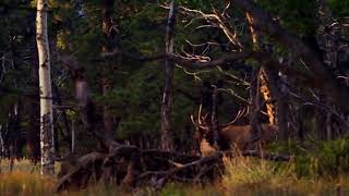 Neil Young ＋ Promise Of The Real - Show Me