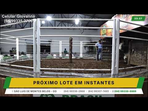 BRASIL LEIL&Otilde;ES - S&Atilde;O LUIS DE MONTES BELOS - GO -03/06/2026